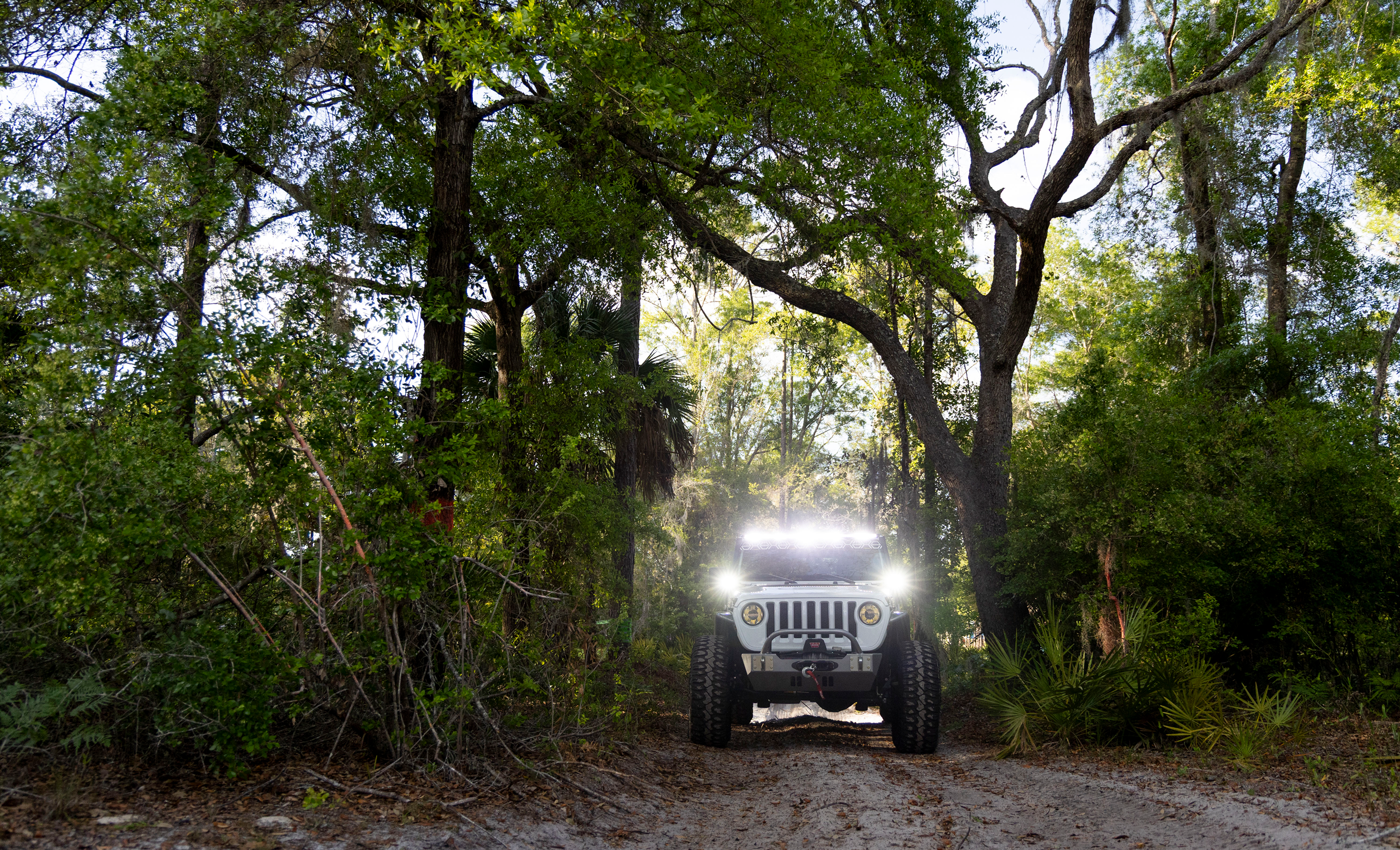 Jeep driving through a forested area